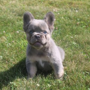 French Bulldog For Sale