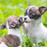 Chinhuahua Puppies For Adoption