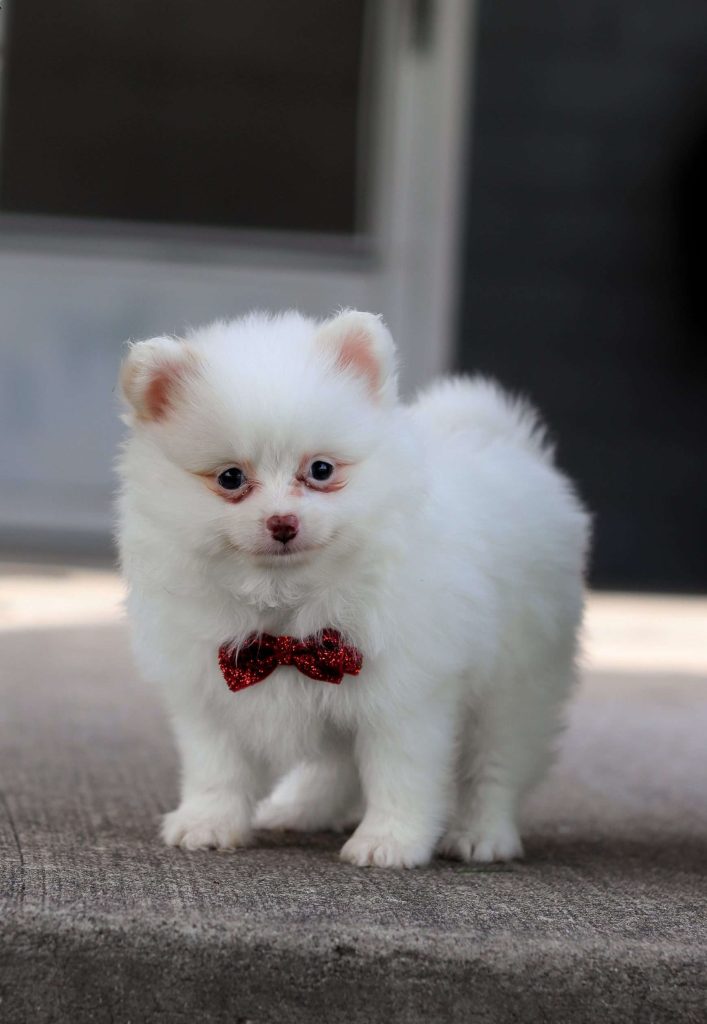 White pomeranian fashion near me