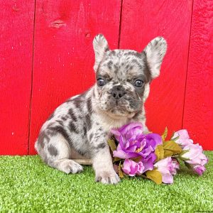 French Bulldog For Sale