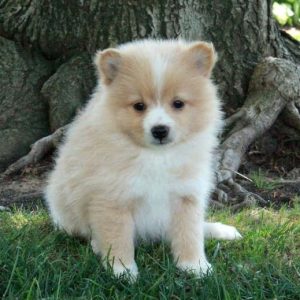 Pomeranian Puppies Near Me