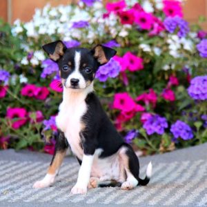 Chinhuahua Puppies For Adoption