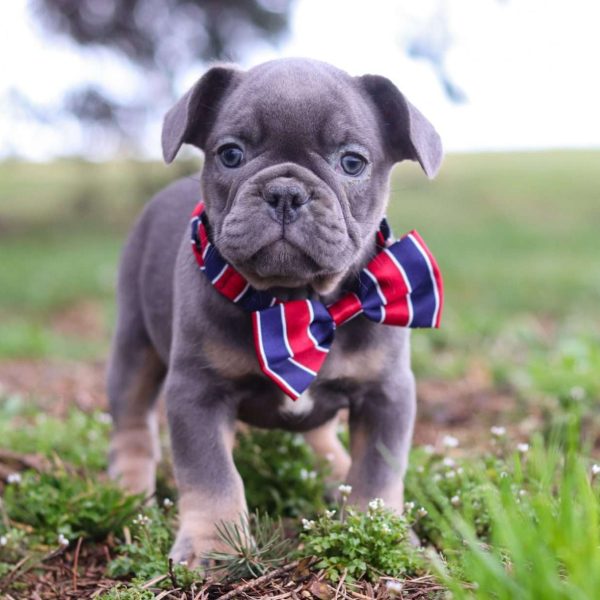 French Bulldog 6 600x600 1