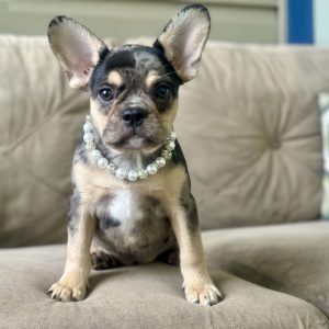 French Bulldog For Sale