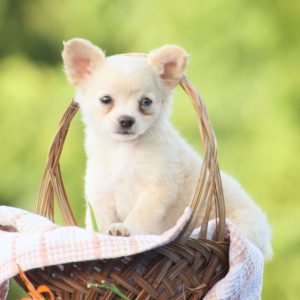 Chinhuahua Puppies For Adoption