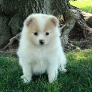 Pomeranian Puppies Near Me