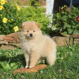 Pomeranian Puppies Near Me