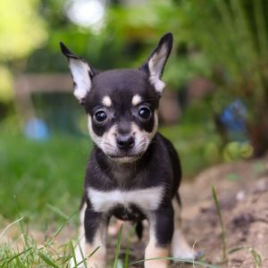 Chinhuahua Puppies For Adoption