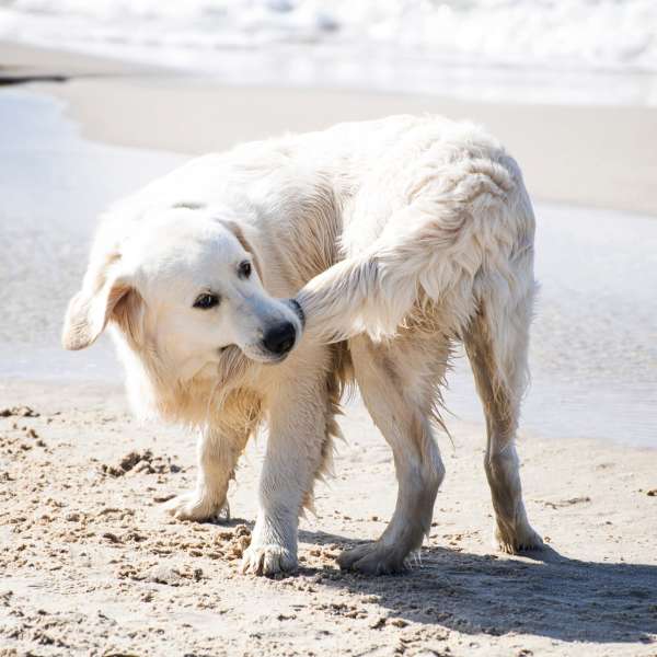 dog biting tail on the beach after chasing it scaled 600x600 1