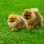 Pomeranian Puppies Near Me