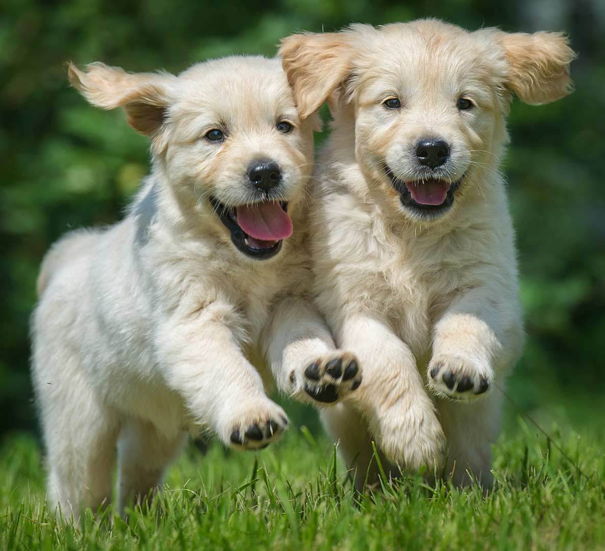 puppy carousel 2