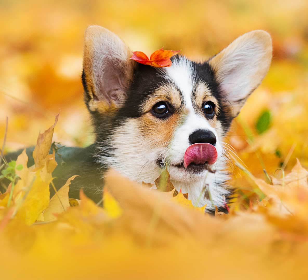 puppy carousel 4