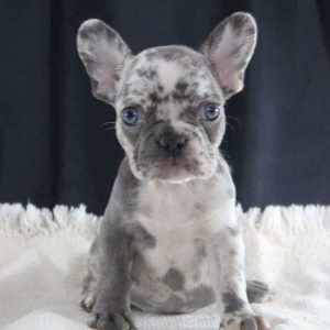 French Bulldog For Sale